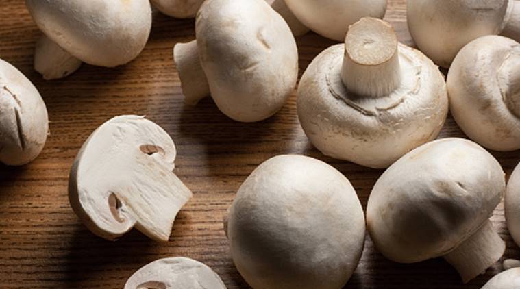 Properties and benefits of wild mushrooms